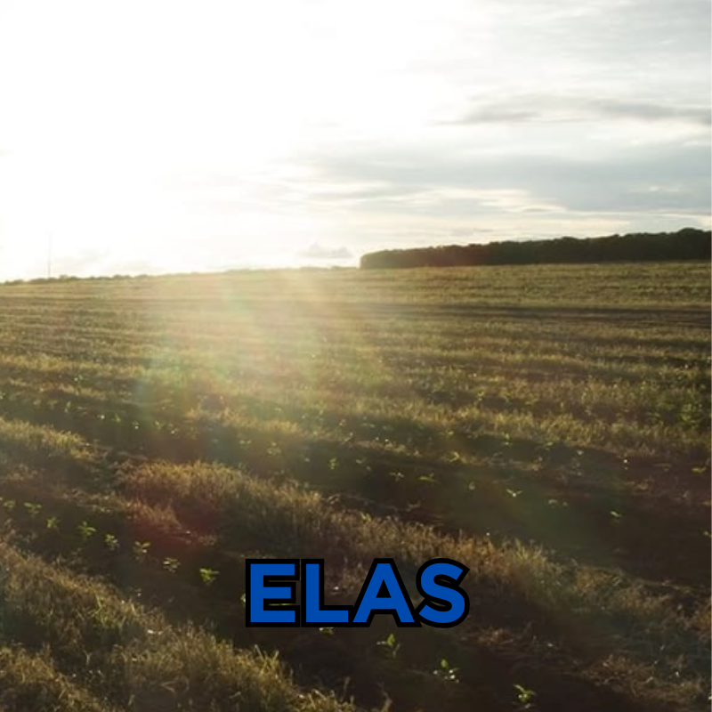 Elas