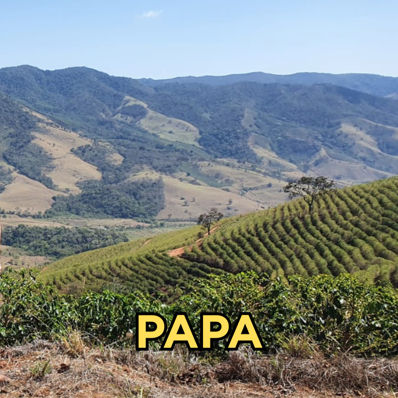 Papa